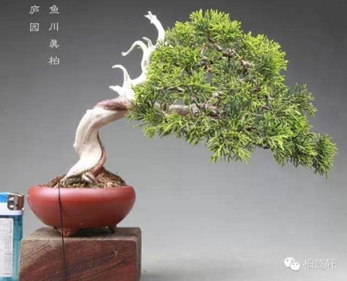 崖柏盆景藝術 玩崖柏的最高境界