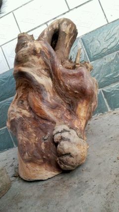 回復:大量收購山柏。石柏。崖柏