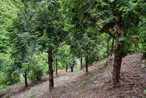 曾被國(guó)際機(jī)構(gòu)宣布滅絕的崖柏 如今在重慶怎樣了