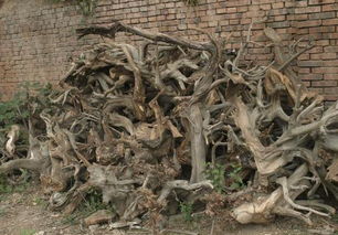 品鑒崖柏的10大標準