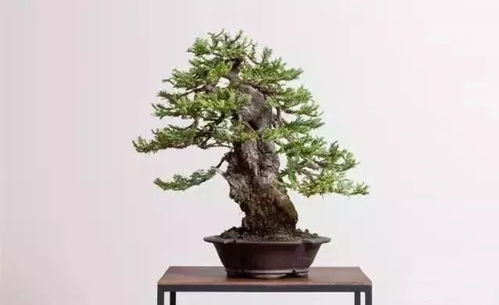 盆景也有專業術語,大家來看看