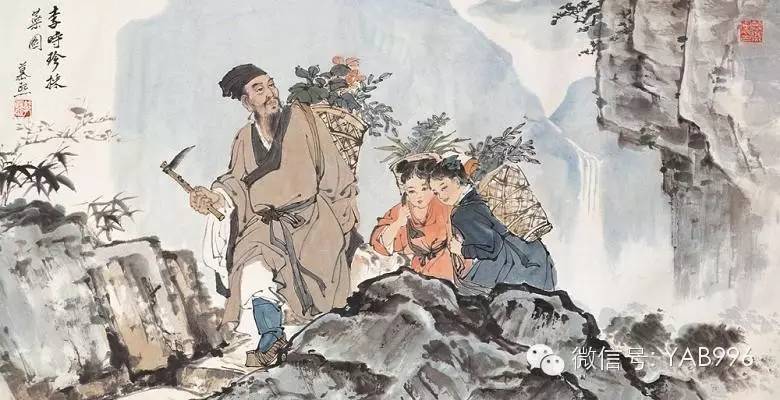 崖柏 千年“臥薪嘗膽”，終成造福人間瑰寶