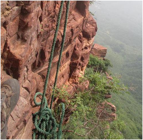 崖柏慘劇一幕一幕，只因抵不住高價誘惑