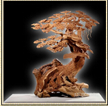 雙十一特惠 亞博天工太行崖柏精品鑒賞