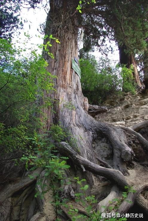 市場上用于高仿崖柏的四種木頭，趕緊看看手中的根雕，你中招了嗎？