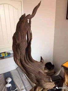 尋柏之路多坎坷 為何精品崖柏如此難求？