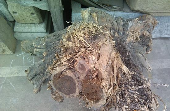 崖柏劫 千年風(fēng)骨一朝毀，無辜土柏共蒙塵