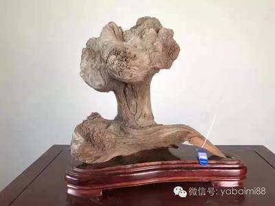 小小的一件崖柏，為何價值過萬？