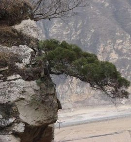 崖柏 絕壁上的生命史詩與自然瑰寶